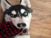 娱乐之全知全能下载,揭秘下载背后的秘密与魅力